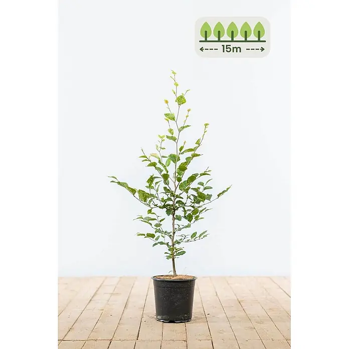 Heijnen Pflanzen Hainbuche - Fagus sylvatica, Topfgröße: 20 cm, Aktuelle Wuchshöhe: 60 cm - 80 cm - Junger Baum mit grünen Blättern im schwarzen Topf, mit Hinweis auf 15m Wuchshöhe.