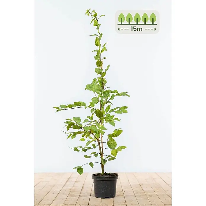 Heijnen Pflanzen Hainbuche - Carpinus betulus, Topfgröße: 20 cm, Aktuelle Wuchshöhe: 100 cm - 125 cm - Junger Baumsetzling mit grünen Blättern in einem schwarzen Topf. Eine Grafik zeigt eine Wuchshöhe von 15m an.