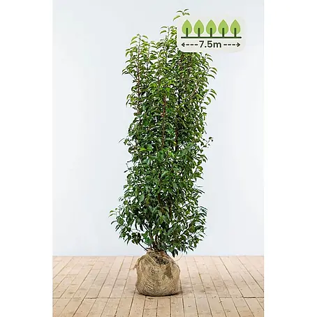 Heijnen Pflanzen  Kirschlorbeer 150-175 cm - 15 St. für 7.5 Meter
