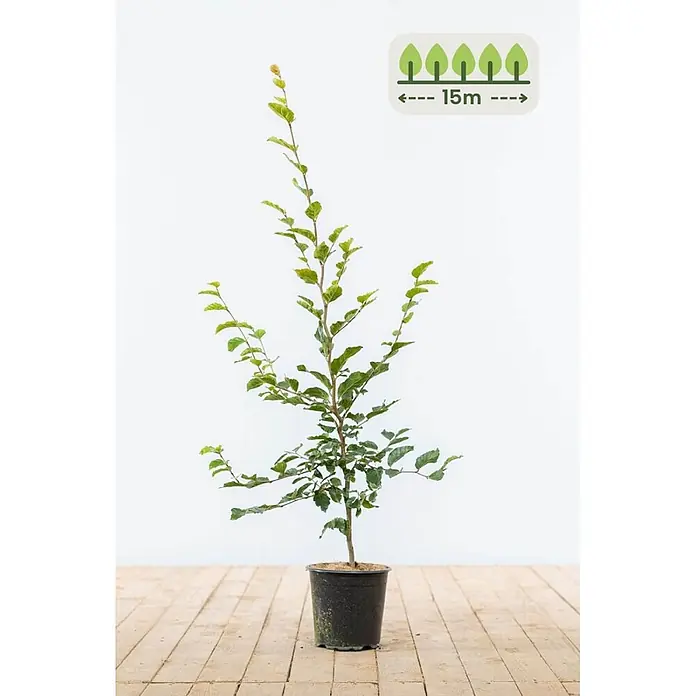 Heijnen Pflanzen Hainbuche - Fagus sylvatica, Topfgröße: 20 cm, Aktuelle Wuchshöhe: 80 cm - 100 cm - Junger Baum im schwarzen Topf, mit einem Symbol, das eine ausgewachsene Breite von 15 m anzeigt.
