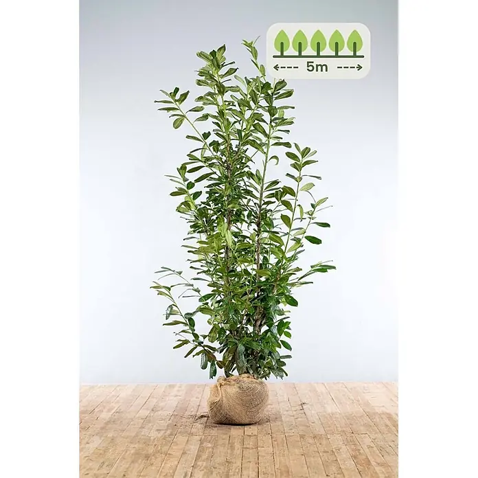 Prunus laurocerasus 'Novita' 200-225 cm - 8 St. - für 5 Meter -  - Hohe, laubgrüne Pflanze mit Wurzelballen in Jutewickel auf Holzboden. Eine Grafik zeigt einen Pflanzabstand von 5m an.