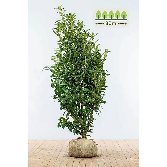 Heijnen Pflanzen Kirschlorbeer 175-200 cm - 60 St. für 30 Meter - Prunus laurocerasus 'Genolia', Topfvolumen: 10 l, Aktuelle Wuchshöhe: 175 cm - 200 cm - Hohe grüne Pflanze mit Wurzelballen in Jute. Ein Symbol zeigt, dass sie bis zu 30m wächst, ideal für Hecken.