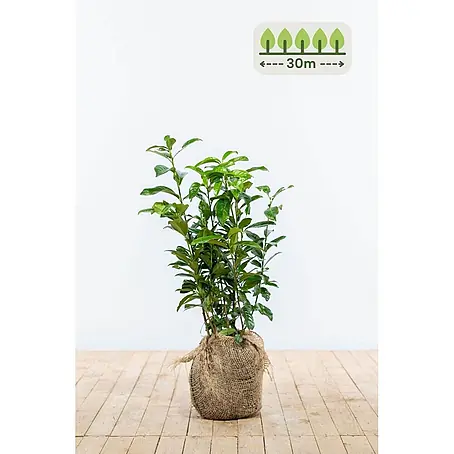 Heijnen Pflanzen  Kirschlorbeer 60-80 cm - 90 St. für 30 Meter