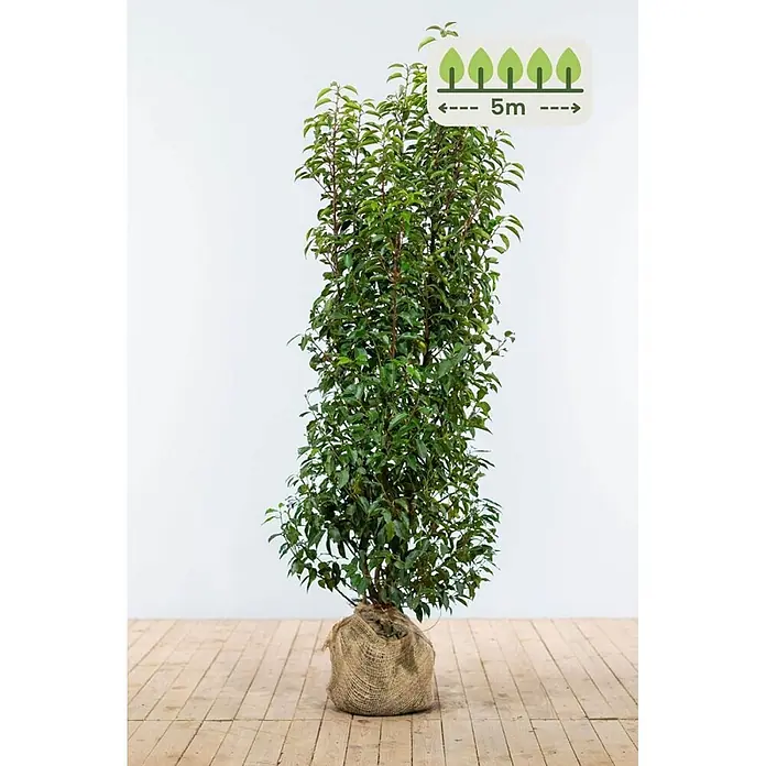 Heijnen Pflanzen Kirschlorbeer 150-175 cm - 10 St. für 5 Meter - Prunus lusitanica 'Angustifolia', Topfvolumen: 20 l, Aktuelle Wuchshöhe: 150 cm - 175 cm - Hohe, dunkelgrüne Pflanze im Jutesack-Wurzelballen, mit Symbol für eine potenzielle Höhe von 5 Metern.