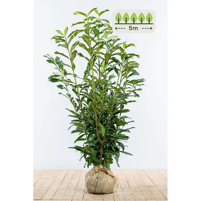Heijnen Pflanzen Kirschlorbeer 100-125 cm - 13 St. für 5 Meter - Prunus laurocerasus 'Genolia', Topfvolumen: 10 l, Aktuelle Wuchshöhe: 100 cm - 125 cm - Hohe grüne Pflanze mit belaubten Ästen und einem mit Jute umwickelten Wurzelballen, zeigt 5m Wuchsbreite an.
