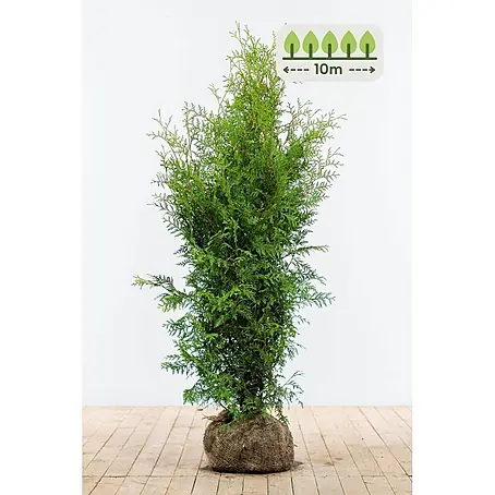 Heijnen Pflanzen  Lebensbaum 120-140 cm - 25 St. für 10 Meter
