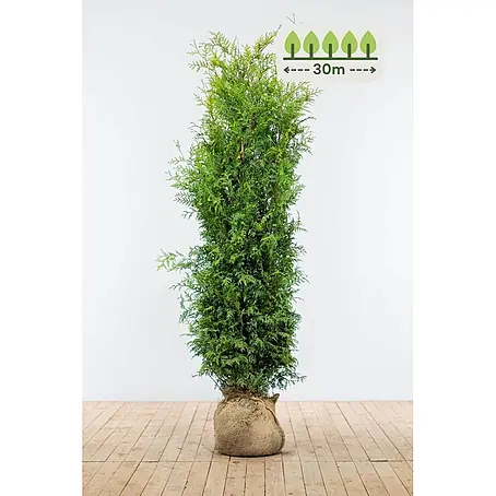 Heijnen Pflanzen  Lebensbaum 160-180 cm - 60 St. für 30 Meter