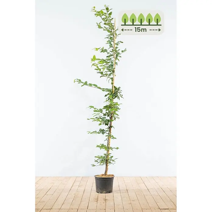 Heijnen Pflanzen Hainbuche - Carpinus betulus, Topfgröße: 25 cm, Aktuelle Wuchshöhe: 150 cm - 175 cm - Topfbaum mit grünen Blättern und Stützpfahl. Wachstumspotenzial: 15m.
