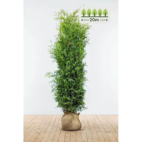Heijnen Pflanzen  Lebensbaum 160-180 cm - 40 St. für 20 Meter