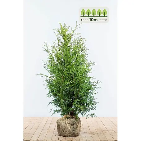 Heijnen Pflanzen  Lebensbaum 80-100 cm - 30 St. für 10 Meter