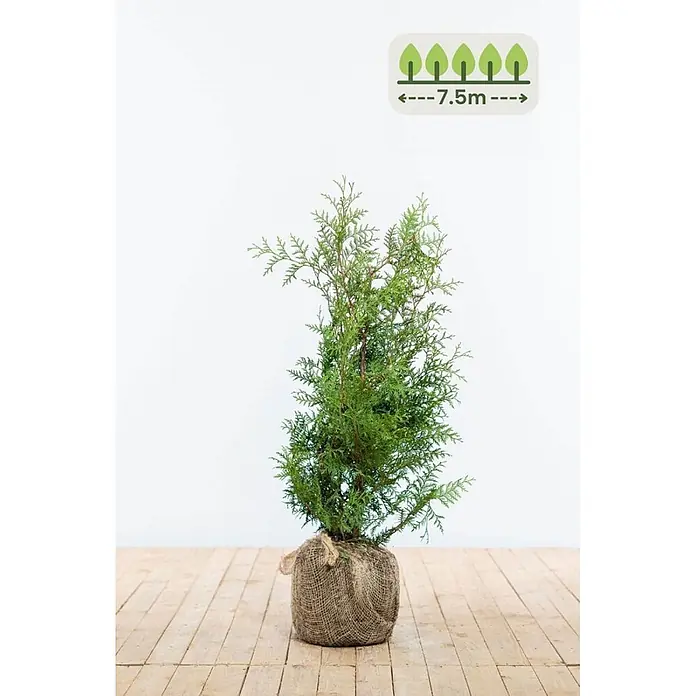 Heijnen Pflanzen Lebensbaum 60-80 cm - 23 St. für 7.5 Meter - Thuja occidentalis 'Brabant', Topfgröße: 20 cm, Aktuelle Wuchshöhe: 60 cm - 80 cm - Kleiner Nadelbaum mit Wurzelballen in Jutestoff, Symbol für 7,5m Pflanzabstand.