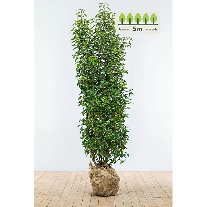 Heijnen Pflanzen Kirschlorbeer 175-200 cm - 10 St. für 5 Meter - Prunus lusitanica 'Angustifolia', Topfvolumen: 20 l, Aktuelle Wuchshöhe: 175 cm - 200 cm - Eine hohe, säulenförmige Grünpflanze mit dichtem Laub, der Wurzelballen in Jute gewickelt, steht auf einem Holzboden.