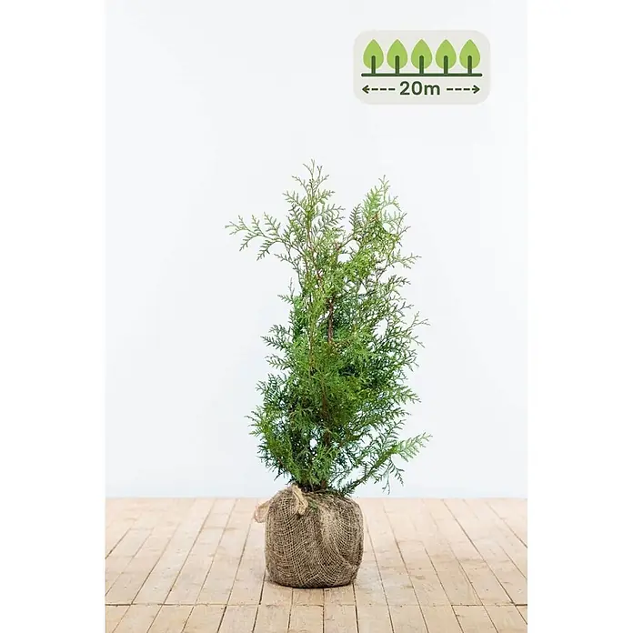 Heijnen Pflanzen Lebensbaum 60-80 cm - 60 St. für 20 Meter - Thuja occidentalis 'Brabant', Topfgröße: 20 cm, Aktuelle Wuchshöhe: 60 cm - 80 cm - Junger Nadelbaum in Jutesack, mit Grafik für 20m Pflanzabstand.