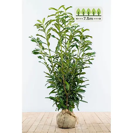 Heijnen Pflanzen  Kirschlorbeer 100-125 cm - 19 St. für 7.5 Meter