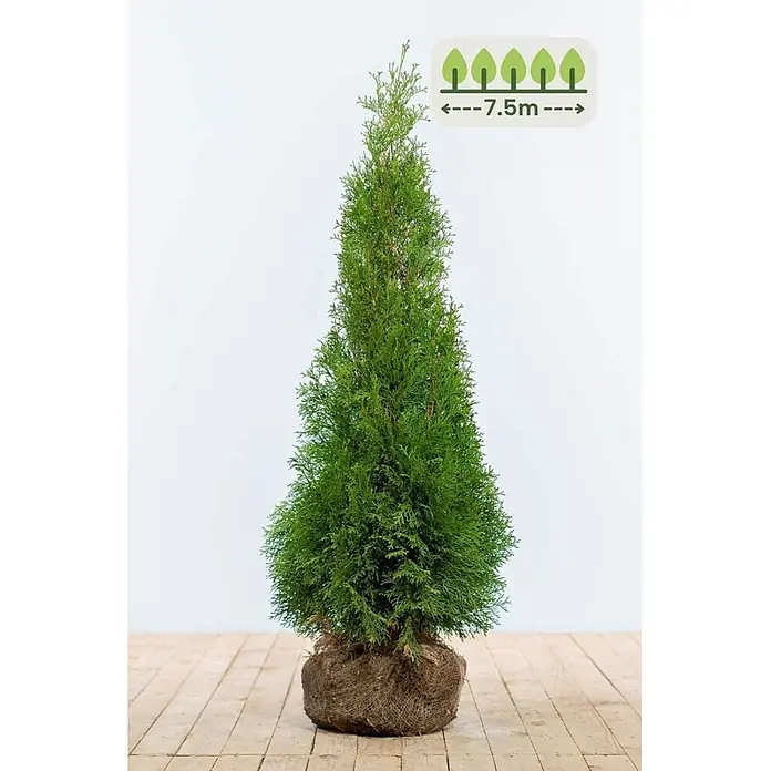 Heijnen Pflanzen Lebensbaum 100-120 cm - 19 St. für 7.5 Meter - Thuja occidentalis 'Smaragd', Topfgröße: 20 cm, Aktuelle Wuchshöhe: 100 cm - 120 cm - Grüner, konischer Lebensbaum mit Wurzelballen in Jute gewickelt, bereit zum Pflanzen. Ein Symbol zeigt eine Wuchshöhe von 7,5m an.