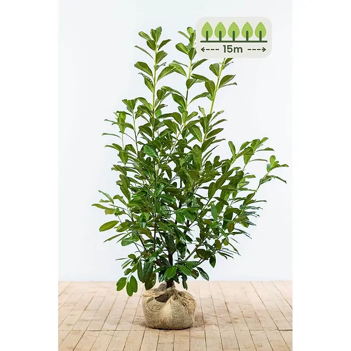 Heijnen Pflanzen Kirschlorbeer - Prunus laurocerasus 'Novita', Topfvolumen: 10 l, Aktuelle Wuchshöhe: 125 cm - 150 cm - Junge grüne Pflanze mit Wurzelballen in Jute, zeigt 15m Endgröße/Abstand.