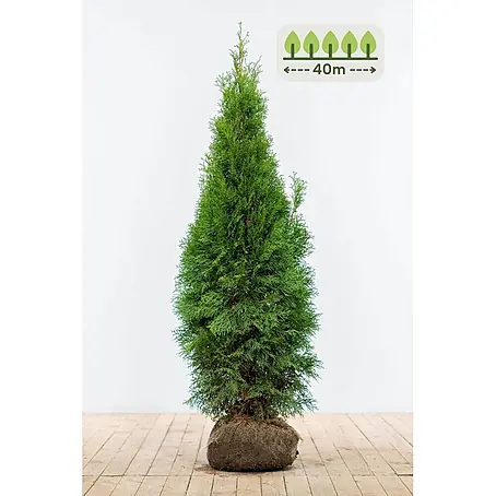 Heijnen Pflanzen  Lebensbaum 120-140 cm - 100 St. für 40 Meter