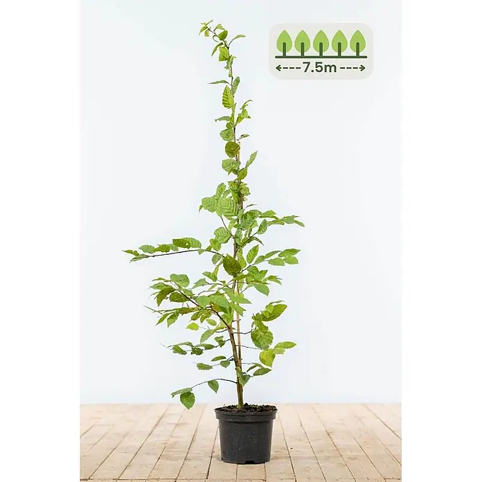 Carpinus betulus 100-125 cm - 30 St. - für 7.5 Meter -  - Junge Grünpflanze im schwarzen Topf. Icon zeigt 7,5m maximale Breite.