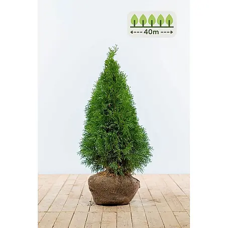 Heijnen Pflanzen  Lebensbaum 60-80 cm - 120 St. für 40 Meter