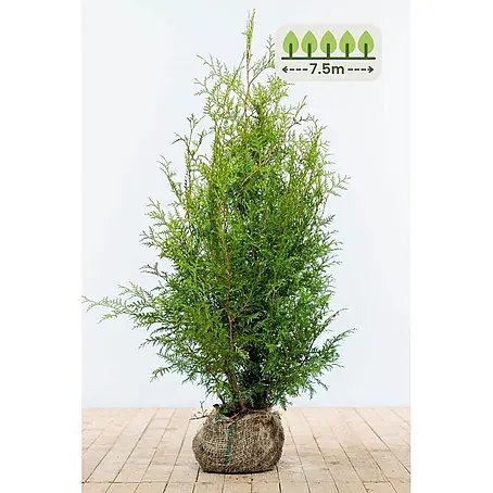 Heijnen Pflanzen  Lebensbaum 100-120 cm - 19 St. für 7.5 Meter