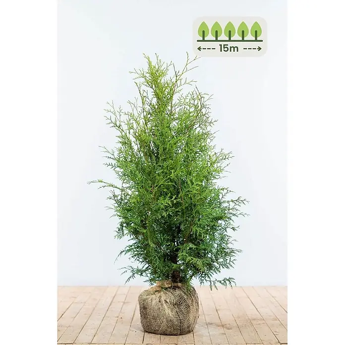 Heijnen Pflanzen Lebensbaum 80-100 cm - 45 St. für 15 Meter - Thuja occidentalis 'Brabant', Topfgröße: 20 cm, Aktuelle Wuchshöhe: 80 cm - 100 cm - Ein junger grüner Nadelbaum, Wurzelballen in Jute gewickelt. Ein Symbol zeigt eine potenzielle Höhe von 15m.