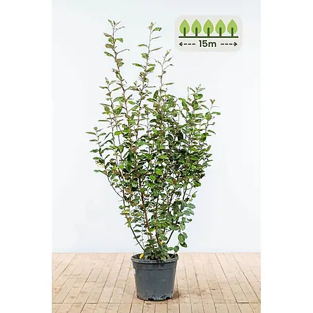 Heijnen Pflanzen  Wintergrüne Ölweide 150-175 cm - 30 St. für 15 Meter