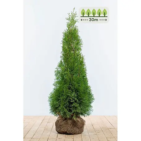 Heijnen Pflanzen  Lebensbaum 100-120 cm - 75 St. für 30 Meter