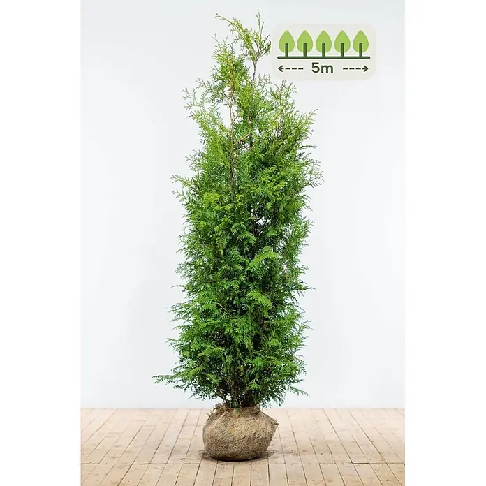 Heijnen Pflanzen Lebensbaum 180-200 cm - 10 St. für 5 Meter - Thuja occidentalis 'Brabant', Topfgröße: 30 cm, Aktuelle Wuchshöhe: 180 cm - 200 cm - Hoher grüner Nadelbaum mit Wurzelballen in Jute und 5m Höhenanzeige.