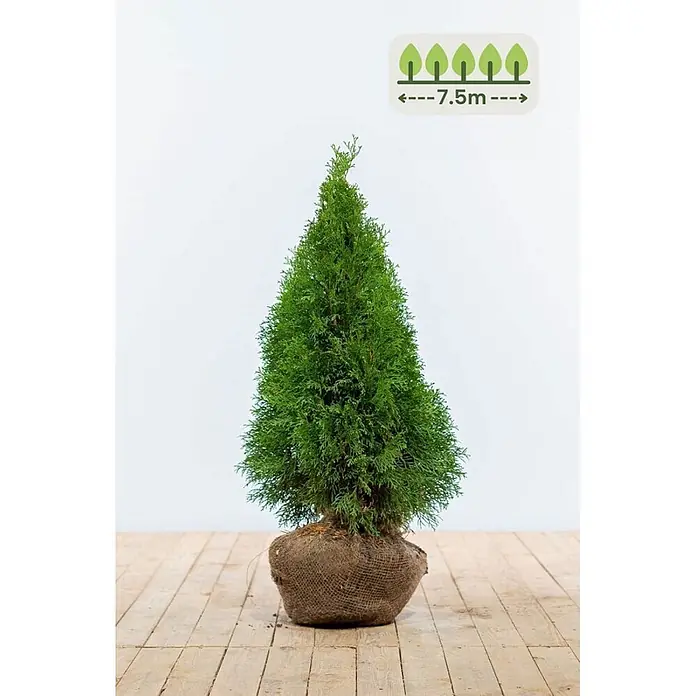 Heijnen Pflanzen Lebensbaum 60-80 cm - 23 St. für 7.5 Meter - Thuja occidentalis 'Smaragd', Topfgröße: 20 cm, Aktuelle Wuchshöhe: 60 cm - 80 cm - Grüner Nadelbaum im Jutesack, bereit zum Pflanzen, zeigt 7,5m Pflanzabstand.