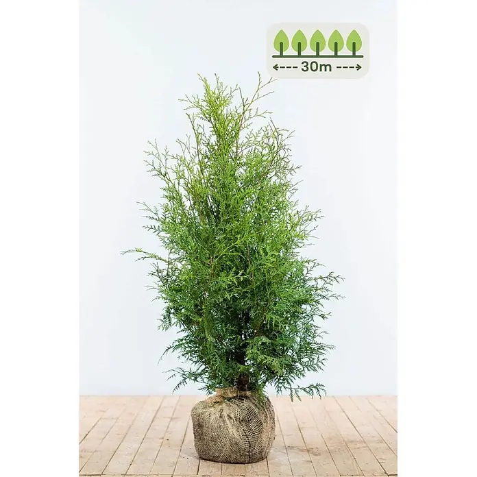 Heijnen Pflanzen Lebensbaum 80-100 cm - 90 St. für 30 Meter - Thuja occidentalis 'Brabant', Topfgröße: 20 cm, Aktuelle Wuchshöhe: 80 cm - 100 cm - Junger Nadelbaum im Jute-Wurzelballen, ausgewiesen mit bis zu 30m Wuchshöhe.
