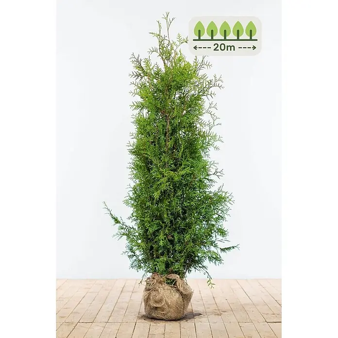 Heijnen Pflanzen Lebensbaum 140-160 cm - 50 St. für 20 Meter - Thuja occidentalis 'Brabant', Topfgröße: 25 cm, Aktuelle Wuchshöhe: 140 cm - 160 cm - Grüner Nadelbaum mit Wurzelballen in Jute, potenziell 20 Meter hoch.