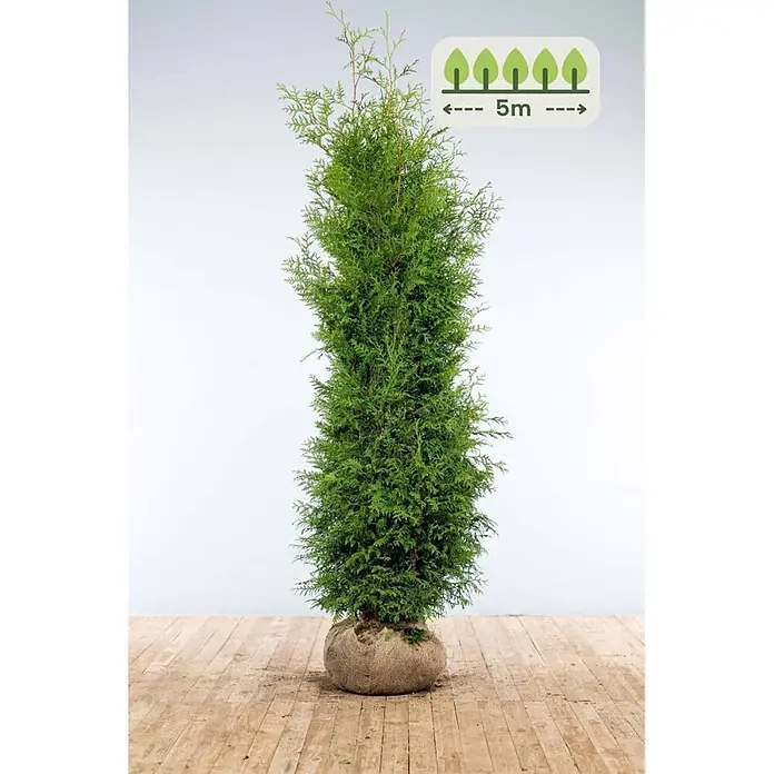 Heijnen Pflanzen Lebensbaum 200-225 cm - 10 St. für 5 Meter - Thuja occidentalis 'Brabant', Topfgröße: 35 cm, Aktuelle Wuchshöhe: 200 cm - 225 cm - Hoher, schlanker grüner Thuja-Baum mit in Jute gewickeltem Wurzelballen, potenziell 5 Meter hoch.