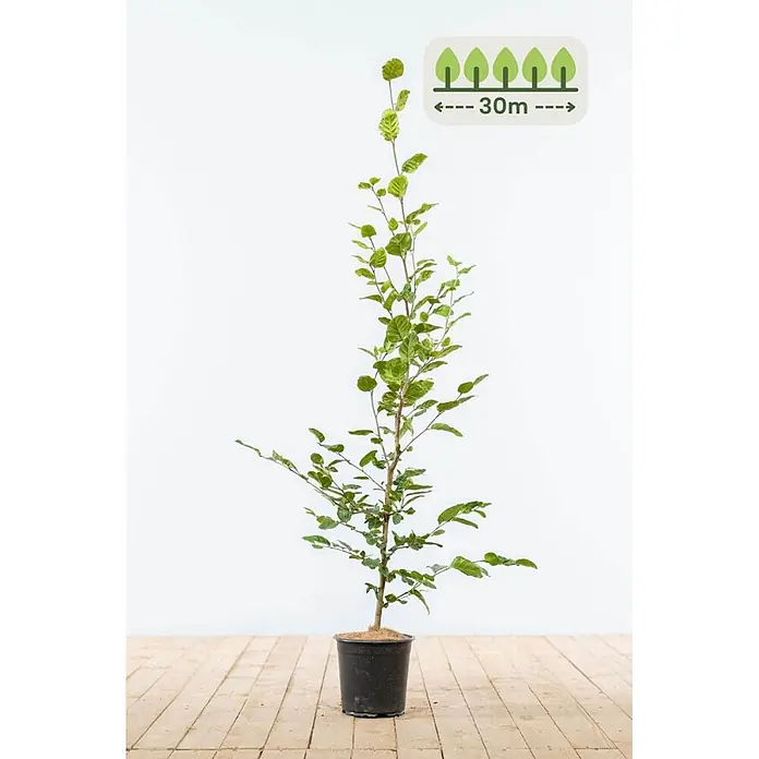 Heijnen Pflanzen Hainbuche - Fagus sylvatica, Topfgröße: 20 cm, Aktuelle Wuchshöhe: 100 cm - 125 cm - Junger, belaubter Baum im schwarzen Topf, mit potenzieller Wuchshöhe von bis zu 30 Metern.