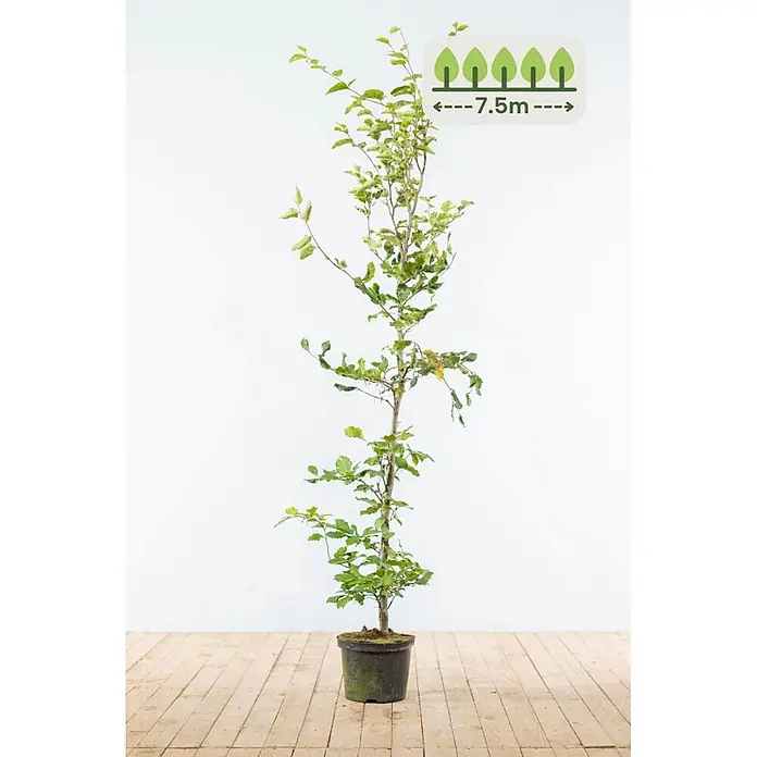 Fagus sylvatica 150-175 cm - 23 St. - für 7.5 Meter -  - Im Topf befindlicher Jungbaum mit grünen Blättern, der eine Endhöhe von 7,5m anzeigt.