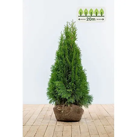 Heijnen Pflanzen  Lebensbaum 80-100 cm - 60 St. für 20 Meter