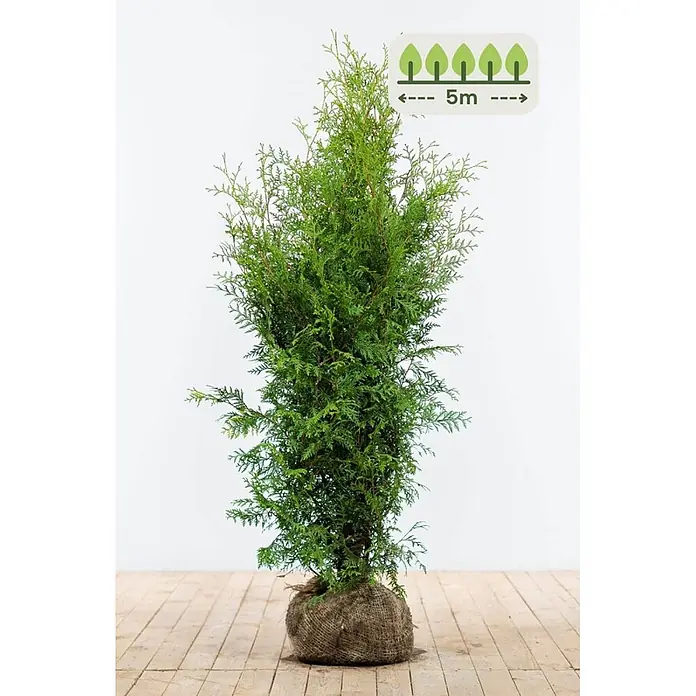 Heijnen Pflanzen Lebensbaum 120-140 cm - 13 St. für 5 Meter - Thuja occidentalis 'Brabant', Topfgröße: 25 cm, Aktuelle Wuchshöhe: 120 cm - 140 cm - Grüne Konifere mit Wurzelballen im Jutesack, ideal als Heckenpflanze mit 5m Pflanzabstand.