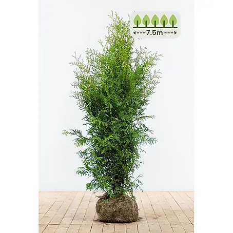 Heijnen Pflanzen  Lebensbaum 120-140 cm - 19 St. für 7.5 Meter