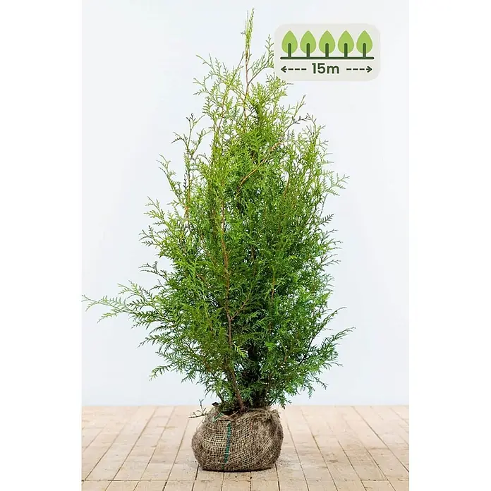 Heijnen Pflanzen Lebensbaum 100-120 cm - 38 St. für 15 Meter - Thuja occidentalis 'Brabant', Topfgröße: 20 cm, Aktuelle Wuchshöhe: 100 cm - 120 cm - Junge grüne Nadelpflanze im Jutesack, mit Angabe einer maximalen Höhe von 15m.