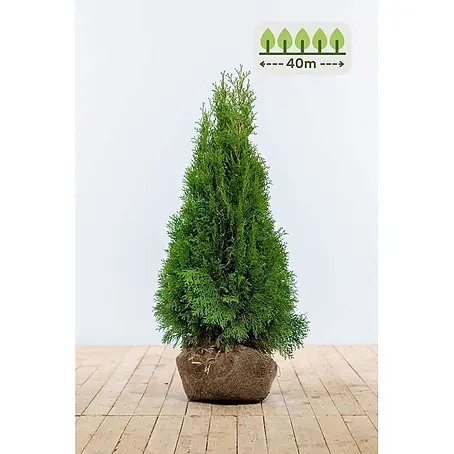 Heijnen Pflanzen  Lebensbaum 80-100 cm - 120 St. für 40 Meter