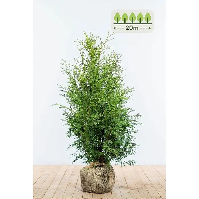 Heijnen Pflanzen Lebensbaum 80-100 cm - 60 St. für 20 Meter - Thuja occidentalis 'Brabant', Topfgröße: 20 cm, Aktuelle Wuchshöhe: 80 cm - 100 cm - Kleiner grüner Nadelbaumsetzling mit Wurzelballen in Jute, Wuchshöhe bis 20m.