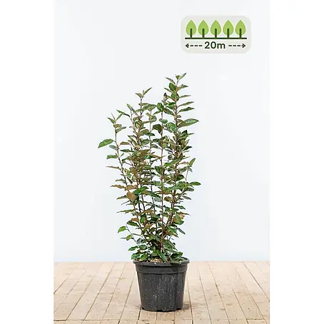 Heijnen Pflanzen  Wintergrüne Ölweide 60-80 cm - 60 St. für 20 Meter