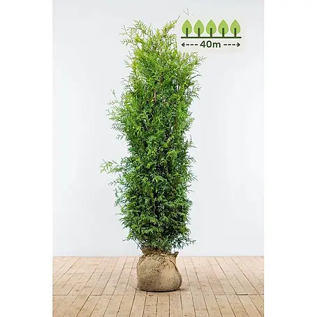 Heijnen Pflanzen  Lebensbaum 160-180 cm - 80 St. für 40 Meter