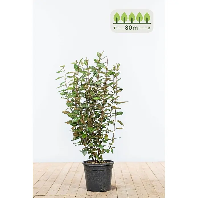 Heijnen Pflanzen Wintergrüne Ölweide 80-100 cm - 90 St. für 30 Meter - Elaeagnus ebbingei, Topfgröße: 25 cm, 80 cm - 100 cm - Topfpflanze mit grün-braunen Blättern, mit 30m Größenindikator-Symbol.