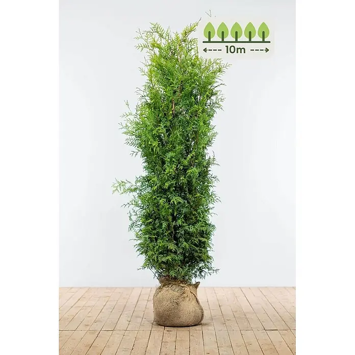 Heijnen Pflanzen Lebensbaum 160-180 cm - 20 St. für 10 Meter - Thuja occidentalis 'Brabant', Topfgröße: 30 cm, Aktuelle Wuchshöhe: 160 cm - 180 cm - Hoher, schlanker grüner Nadelbaum in Jute, der eine Endhöhe von 10 Metern anzeigt.