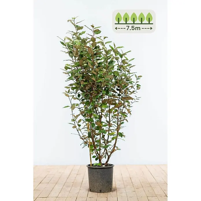 Ölweide 100-125 cm - 19 St. - für 7.5 Meter -  - Topfstrauch mit grünen und braunen Blättern, der eine potenzielle Wuchshöhe/-abstand von 7,5m zeigt.