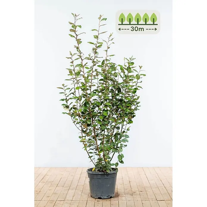 Heijnen Pflanzen Wintergrüne Ölweide 150-175 cm - 60 St. für 30 Meter - Elaeagnus ebbingei, Topfgröße: 25 cm, 150 cm - 175 cm - Topfpflanze mit grünem Laub, dunklem Topf, zeigt eine potenzielle Breite/Abstand von 30m für Heckenpflanzung.