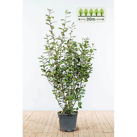 Heijnen Pflanzen  Wintergrüne Ölweide 150-175 cm - 60 St. für 30 Meter