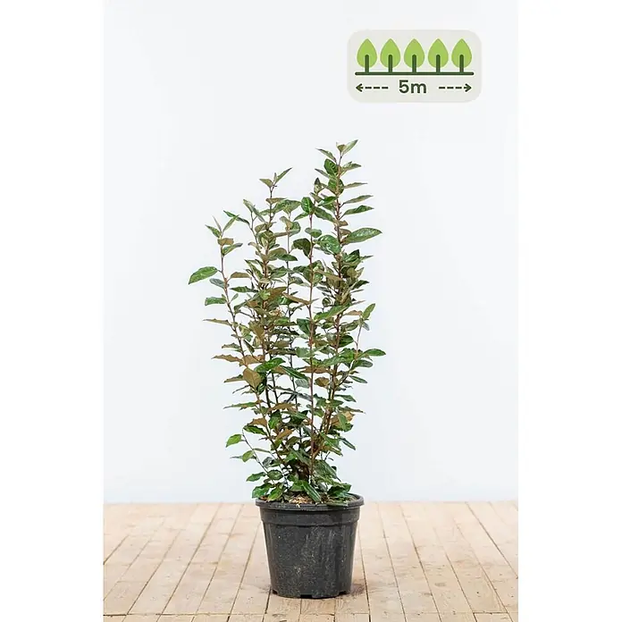 Ölweide 60-80 cm - 15 St. - für 5 Meter -  - Getopfte Pflanze mit grün-rotbraunen Blättern in schwarzem Topf, mit Hinweis auf 5m potenzielle Höhe.
