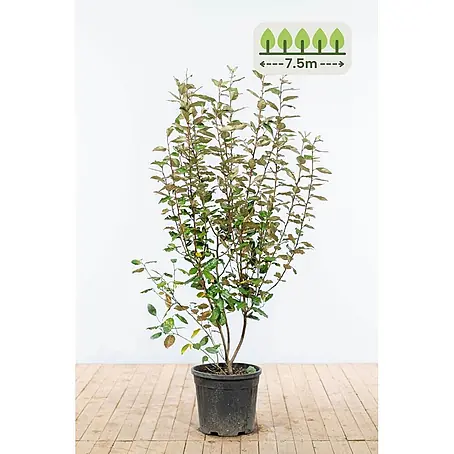 Ölweide 125-150 cm - 15 St. - für 7.5 Meter