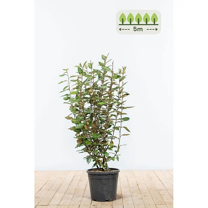 Ölweide 80-100 cm - 15 St. - für 5 Meter -  - Ein getopfter Strauch mit grünen und bronzefarbenen Blättern in einem schwarzen Topf. Eine Einblendung zeigt einen Pflanzabstand von 5m.